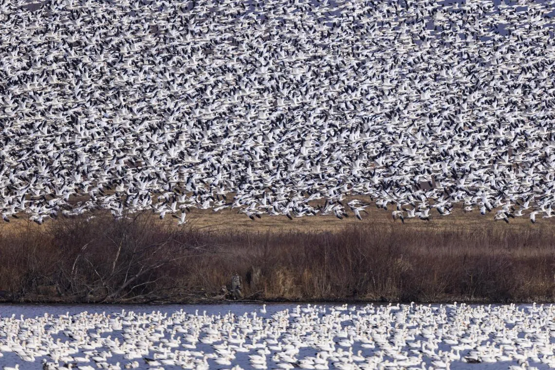 Flock of snow geese around 50,000 strong takes off from the Middle Creek Wildlife Management Area near Kleinfeltersville, Pennsylvania, USA, Feb 9, 2023. 