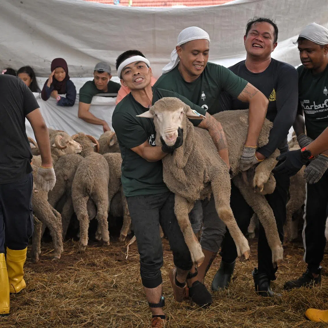 Volunteers carrying one of among 150 sheep to be sacrificed as part of the korban ritual held at Pertapis Halfway House on June 17. 