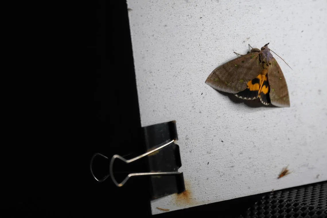 A moth seen on the AI biodiversity monitoring unit, consisting a UV light and camera, set up on the NTU campus, in the western catchment area, on May 6, 2024.