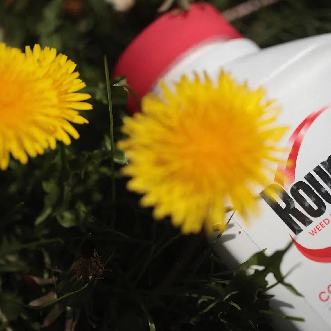 Bayer acquired Roundup as part of its US$63 billion purchase of agrochemical company Monsanto in 2018.