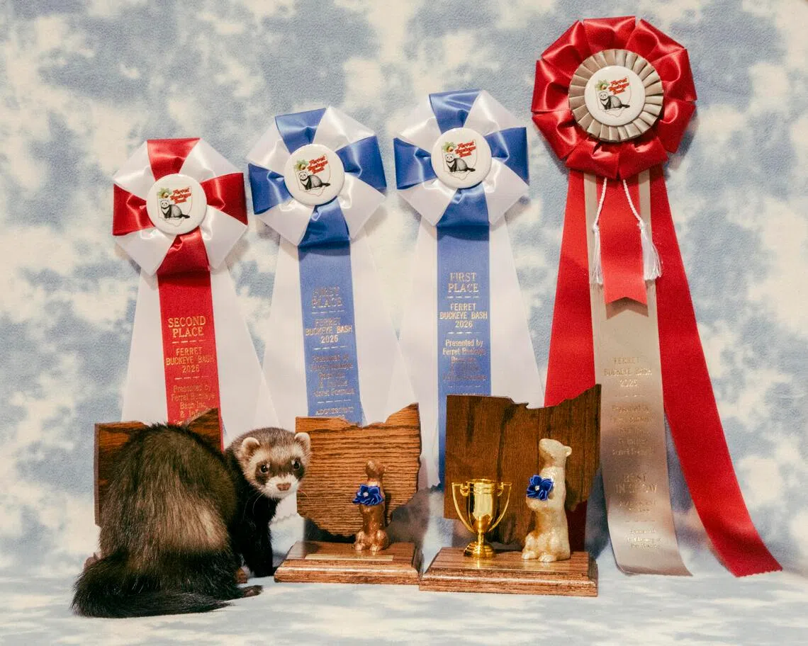 Hammie, a ferret owned by Mary Cruse, stands next to awards won at the Ferret Buckeye Bash in Columbus, Ohio, on Aug. 29.