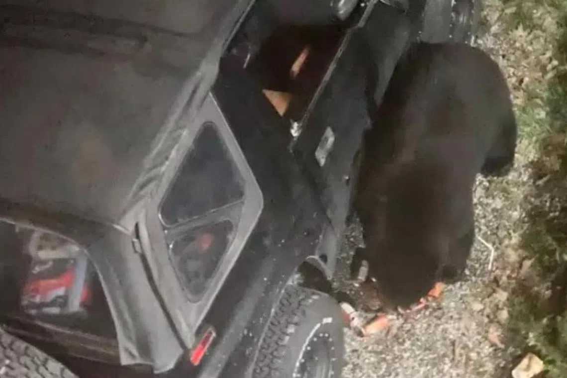 The bear damaged the car by ripping its interior leather, breaking the window roller handle and spilling soda everywhere.