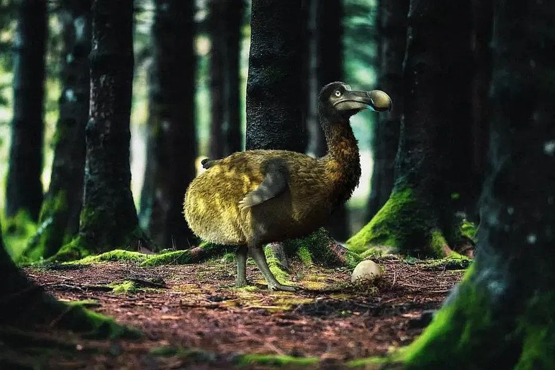The last dodo is thought to have been hunted in the 1660s.