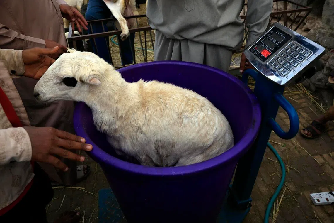 epa12992090 A sacrificial animal is weighed before being sold at a livestock market ahead of Eid al-Adha in Sana'a, Yemen, 24 May 2026. Eid al-Adha, the 'Feast of Sacrifice', is Islam's holiest festival and coincides with the annual Hajj pilgrimage to Mecca. For this occasion, Muslims sacrifice an animal and divide the meat into three equal shares for family, friends, and those in need.  EPA/YAHYA ARHAB