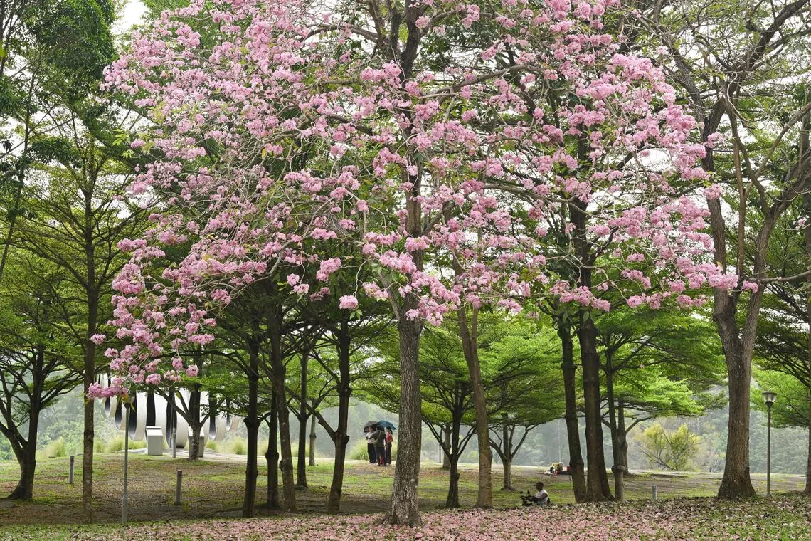 Trumpet trees flowering at Bishan–Ang Mo Kio Park on Sept 30.