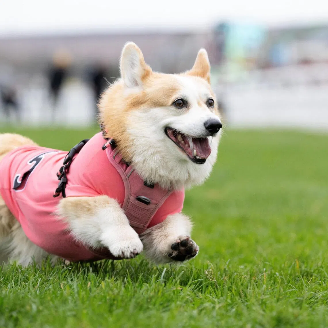 A corgi is predisposed to intervertebral disc disease (IVDD), a condition where the cushioning discs between the spinal bones undergo premature ageing and rupture or slip out of place.