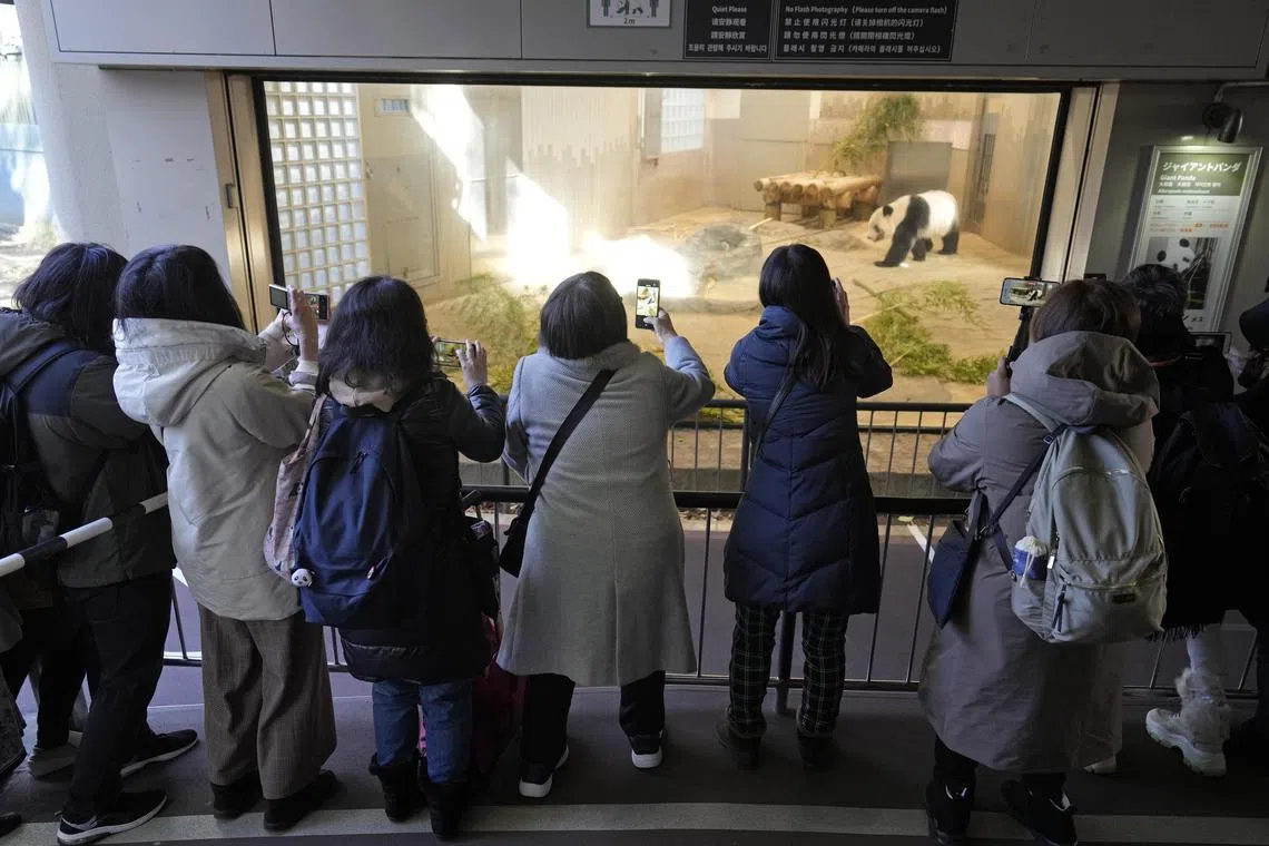 Visitors take pictures of giant panda Xiang Xiang at Ueno Zoological Gardens in Tokyo, Japan, Feb 16, 2023. Thousands of fans were pre-selected by lottery will be able to briefly see the 5-year-old giant panda until Feb 19 before Xiang Xiang is sent to China. 