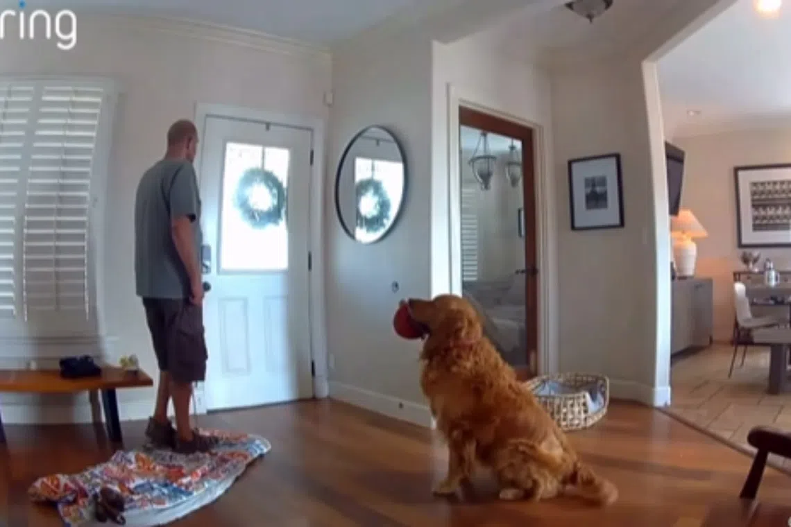 Too much of a good boy? Dog pesters burglar to play