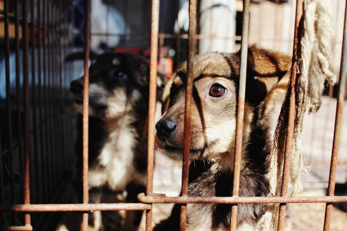 The SPCA detailed a 79 per cent increase in reported cases in its 2023 annual report.