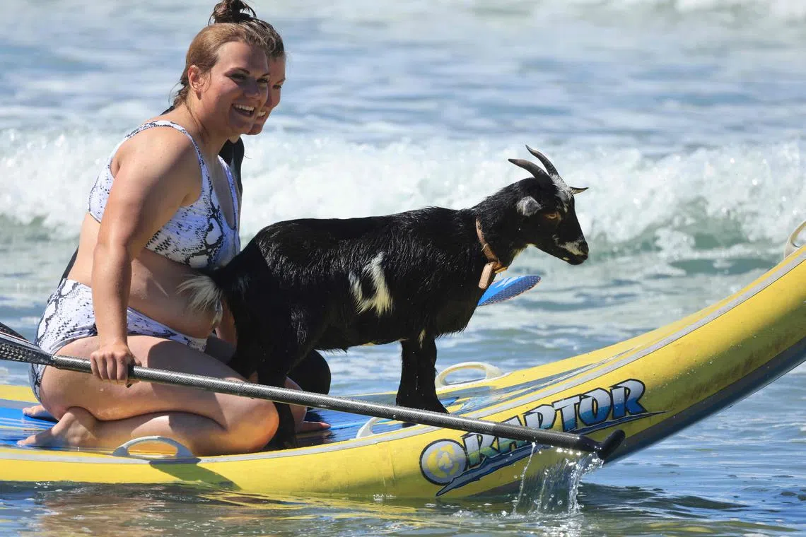 Elizabeth French, 25, and Rebekah Abern, 41, surf with Chupacabrah the goat while taking a lesson in Pismo Beach, California, on August 29, 2023. For more than ten years, McGregor has built his reputation by throwing his goats into the water. The crazy idea came to him in 2011, after acquiring a goat to get rid of poison ivy and weeds that invaded his mother's house. Once the pasture was cleaned, the animal was initially to end up on a barbecue. But the surfer "got attached" to it, until he got her on his board on her birthday. Armed with a paddle, he propelled the goat into a wave, a challenge she met brilliantly. Now, in the ocean, the eccentricity of the animals helps apprentice surfers overcome their apprehension. (Photo by DAVID SWANSON / AFP)