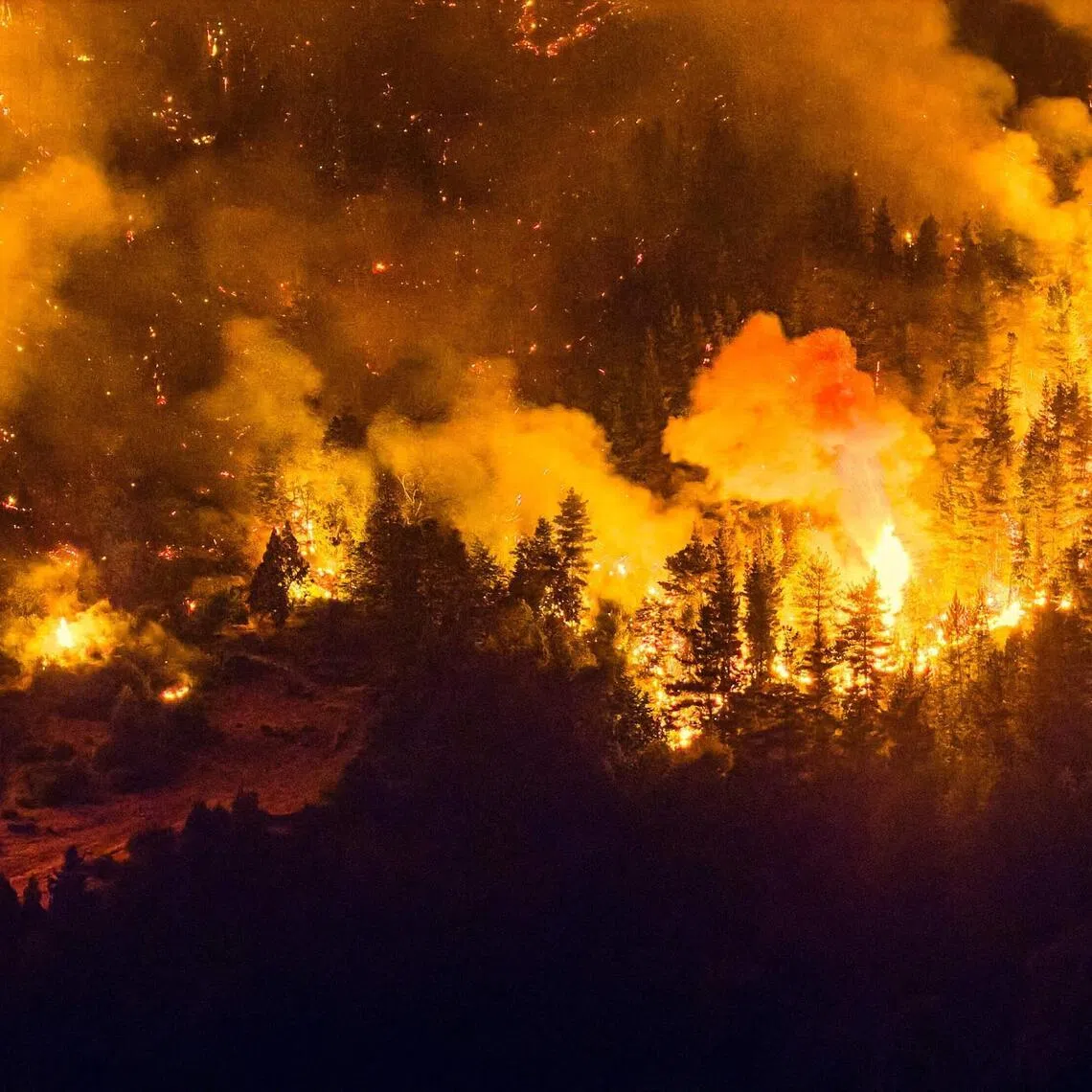 Wildfires have ripped through vast tracts of forest in Patagonia since the start of the Southern hemisphere summer.