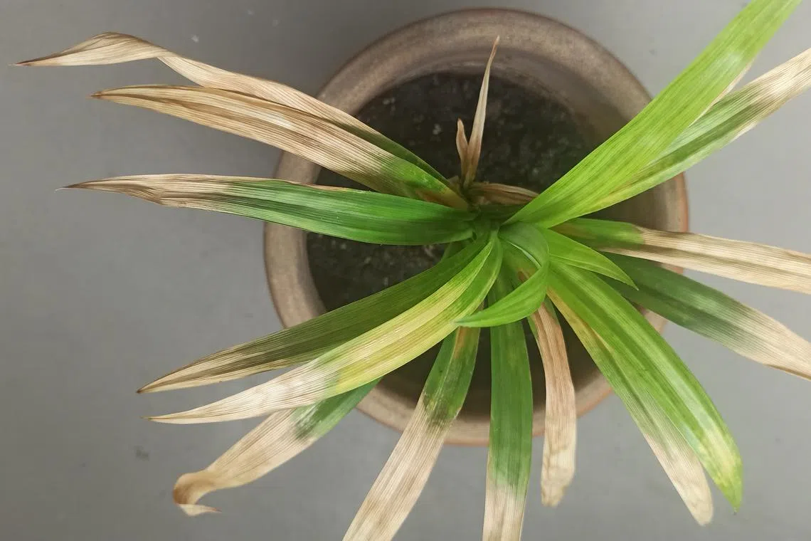 Based on the small speckled spots on the leaves, it appears that this pandan plant has an infestation of spider mites. 