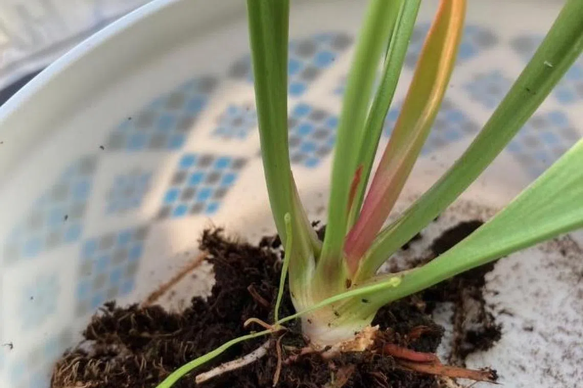 This plant needs at least six hours of direct sunlight a day.