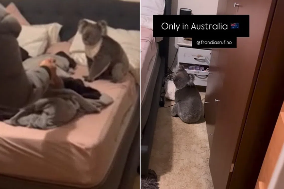 A wild koala is seen in the bedroom of a couple in Adelaide, Australia.