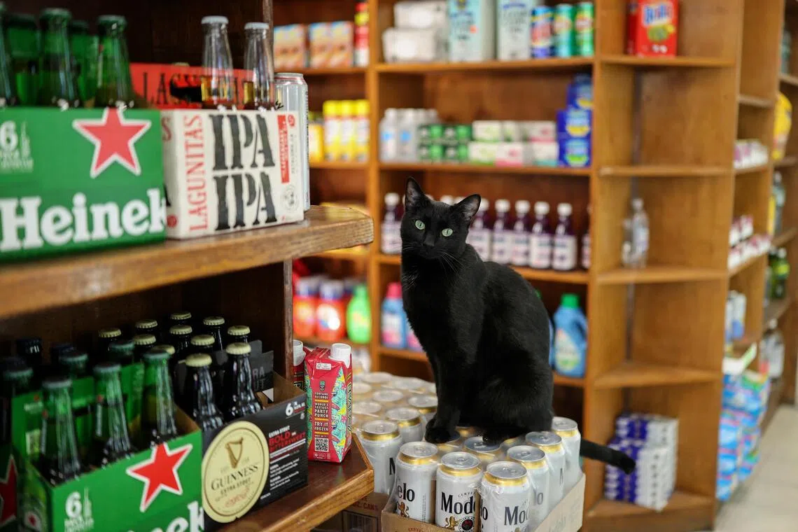 Around a third of the city’s roughly 10,000 bodegas are thought to have a resident cat.