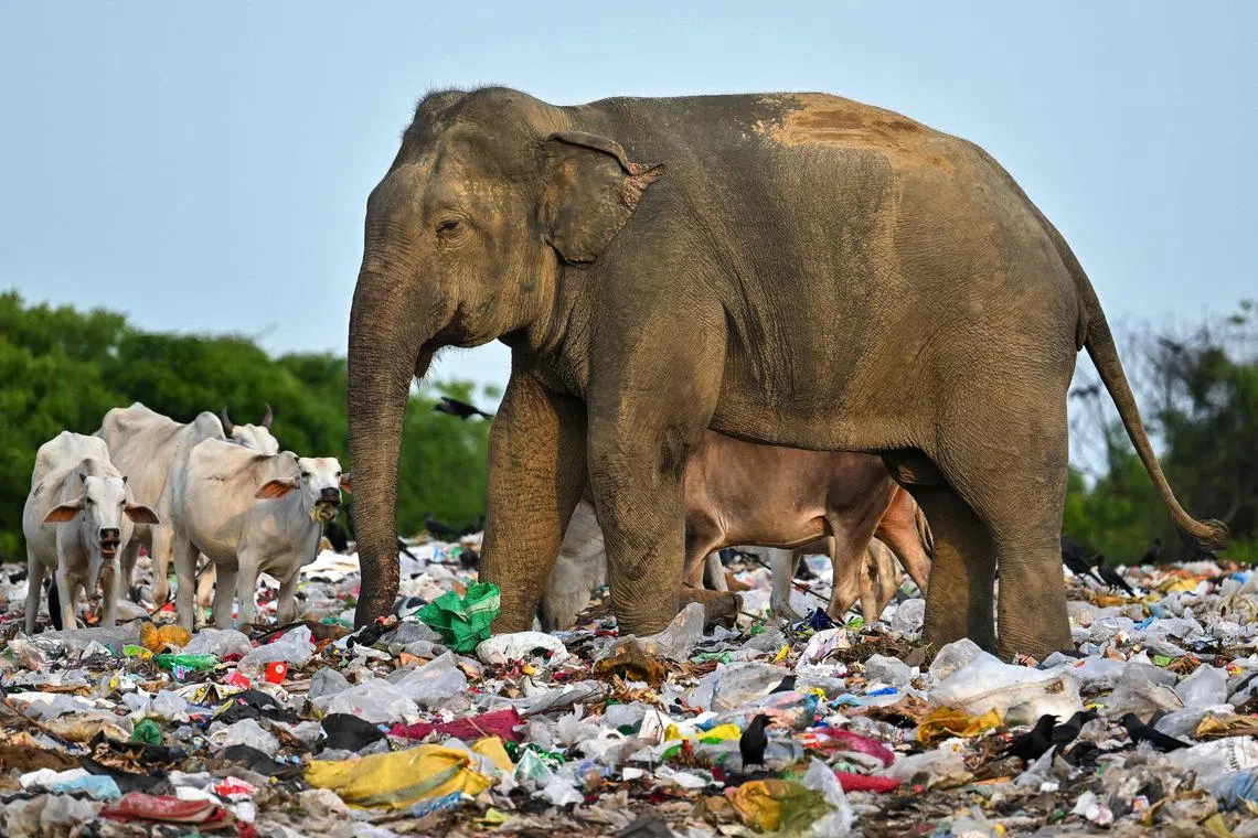In this picture taken on June 3, 2023, a wild elephant eats rubbish mixed with plastic waste near cows at a dump in Ampara. Heart-wrenching images of revered elephants and cattle eating plastic in Sri Lanka have prompted politicians to toughen pollution laws, but sceptical conservationists warn past bans were repeatedly ignored. (Photo by Ishara S. KODIKARA / AFP)