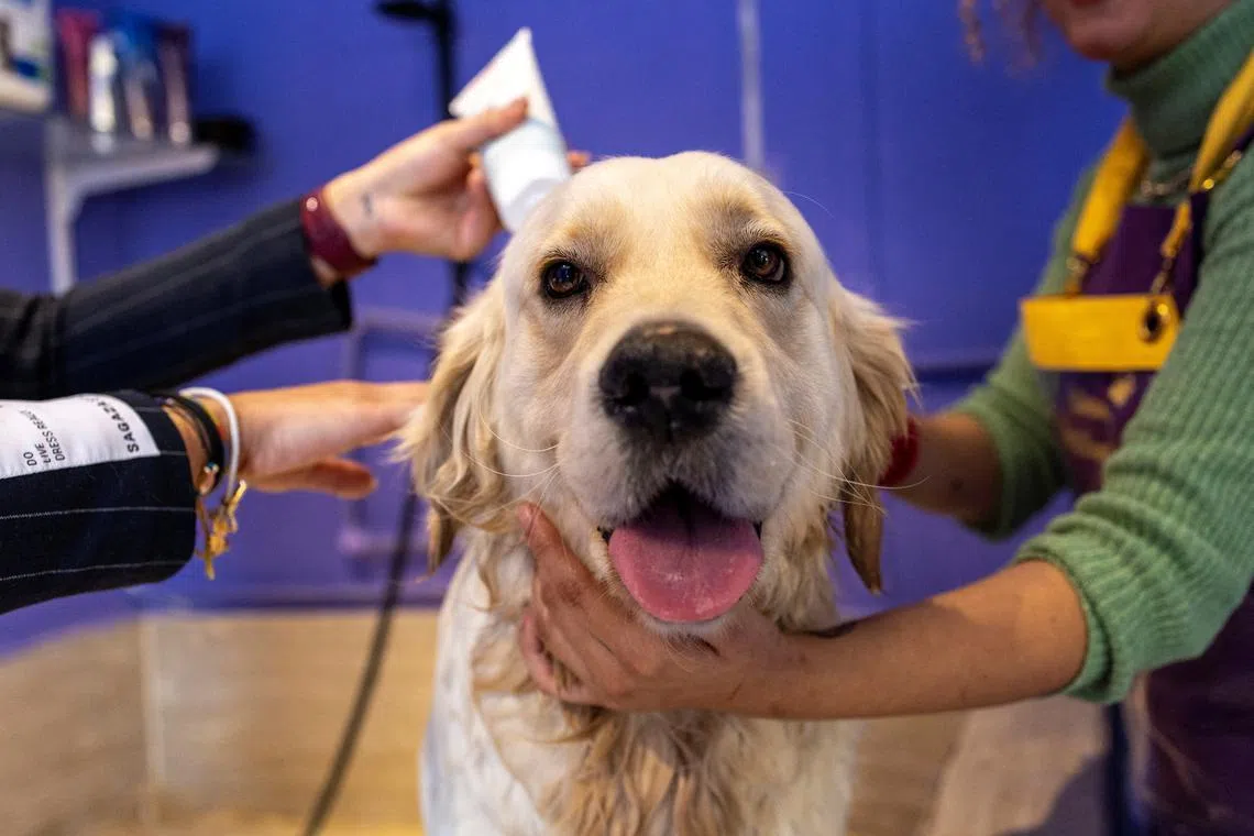 Bufy was found locked in a bakery days after the devastating earthquake.