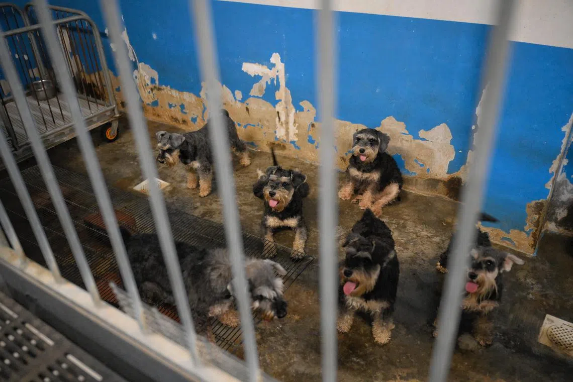 Dogs used for breeding are seen at their living area at Paw Buddies on June 14, 2024.  In 2023, Paw Buddies was one of only three licensed dog farms in Singapore that did not breach the more stringent licensing requirements, out of 22 dog farms in Singapore. 