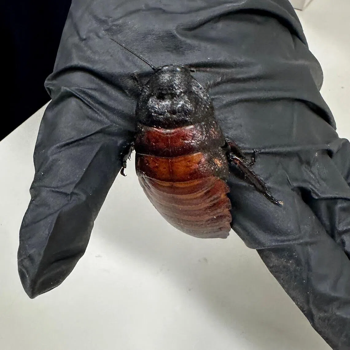 Wildlife officers found Madagascar "hissing" cockroaches, a bulky insect named for its noisy defence mechanism, and dubia cockroaches, an invasive critter bred as a snack for pet lizards.