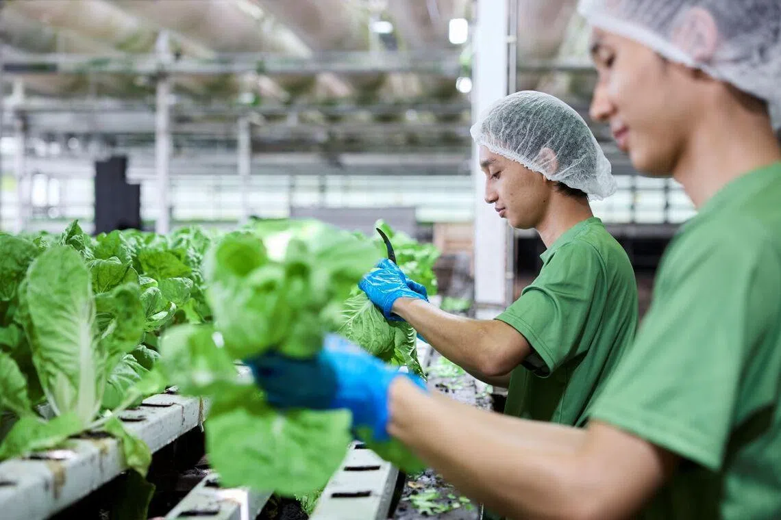 Two male farmers in Green Harvest harvesting green leafy vegetables 