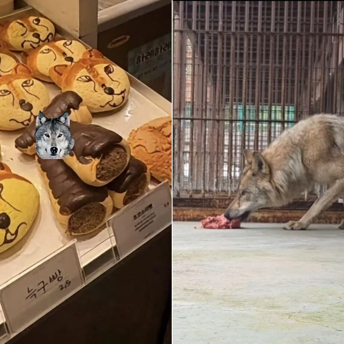 The city is reportedly considering developing a wolf character as its mascot.