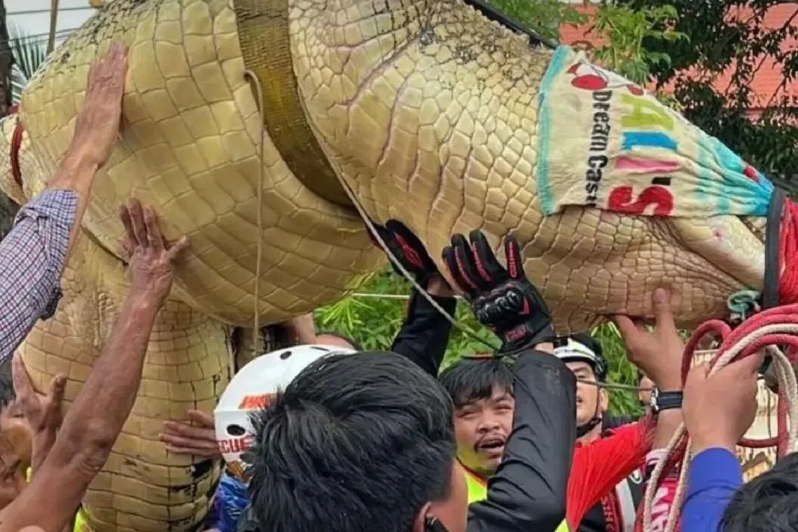 The 27-year-old crocodile is more than 4m long.