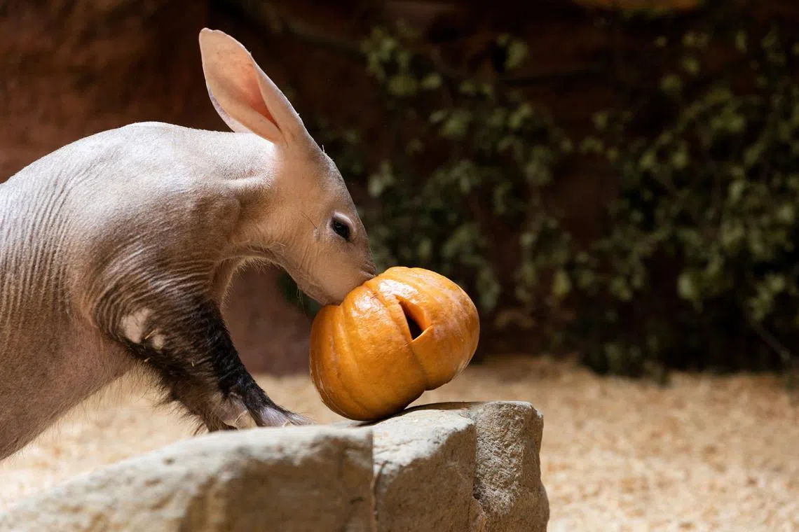 An aardvark named Draco, eating a pumpkin as part of the upcoming "Halloween" at Prague Zoo, Prague, Czech Republic, Oct 31, 2024. 