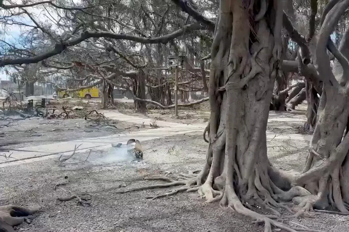 A view of Lahaina's historic banyan tree following the wildfires on Aug 10, 2023, in this screengrab obtained from a social media video. 