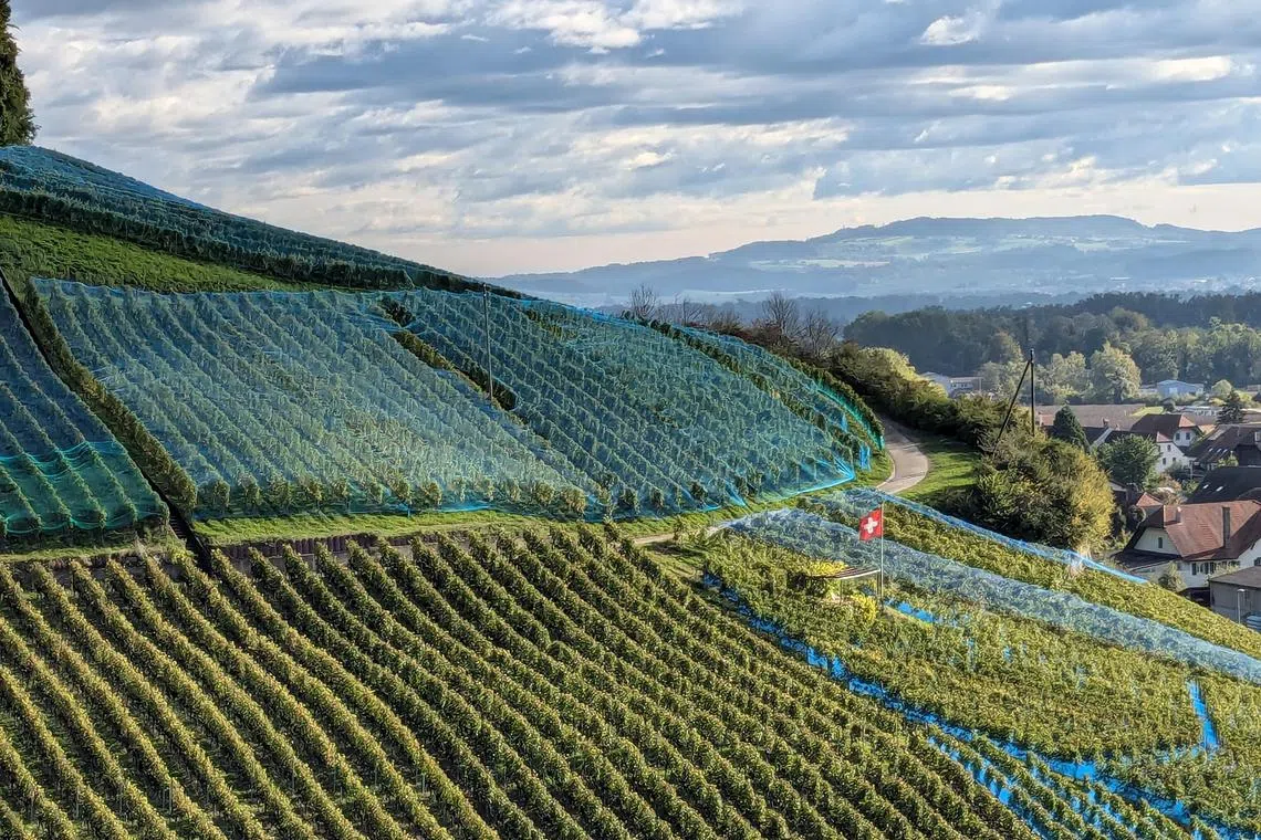 A vineyard in Mont-Vully in the Three Lakes wine region in West Switzerland.