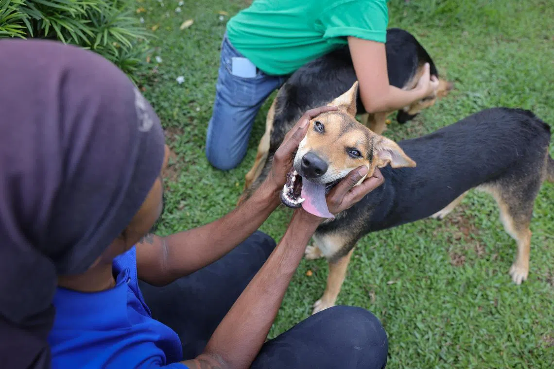 The SPCA investigated 862 cases of animal cruelty and welfare concerns between July 2022 and June 2023.
