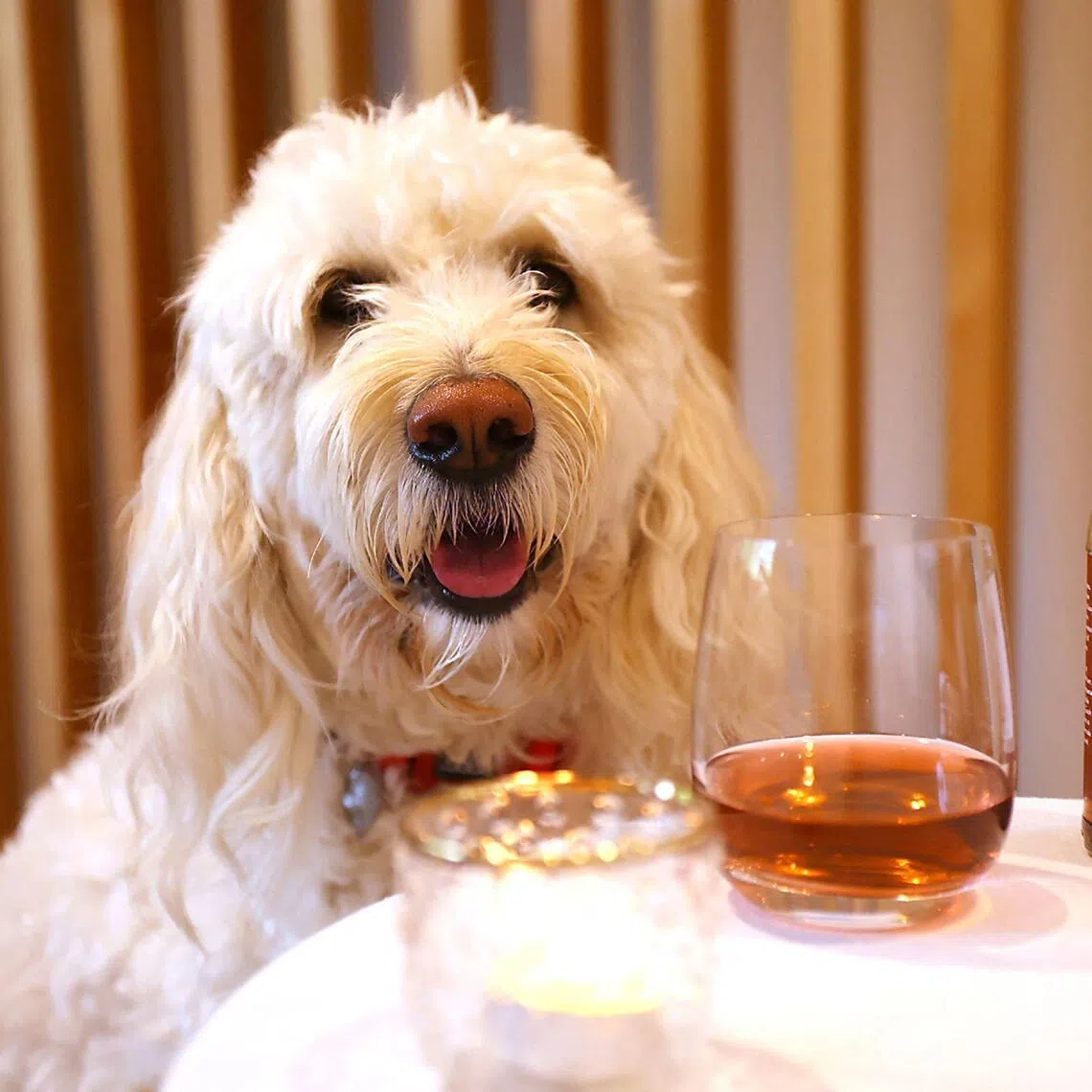 Muttley's Estate recently started selling a range of wines - such as Pawt, Champawgne, and Sauvignon Bark - which are exclusively used as mood enhancers for cats or dogs.  