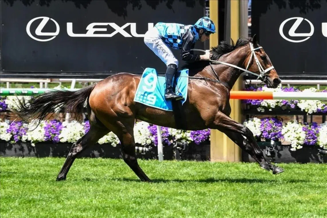 The Chris Waller-trained Panova winning the Group 3 Carbine Club Stakes (1,600m) at Flemington on Nov 1, 2025. With three wins under the belt, including the Group 1 Australasian Oaks (2,000m) at Morphettville at her last start on April 25, the Trapeze Artist filly will bid for a second Group 1 success in the Queensland Oaks (2,200m) at Eagle Farm on June 6.
