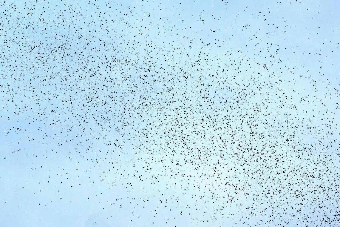 Flyers dropped by Israeli planes are seen scattered across the sky over Beirut on March 13, 2026.