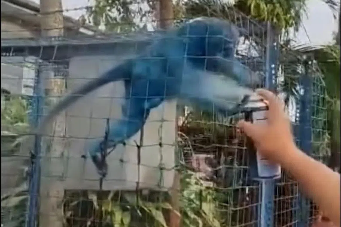 The incident gained widespread attention after a video surfaced showing a man spraying blue paint directly onto a monkey confined in a cage.