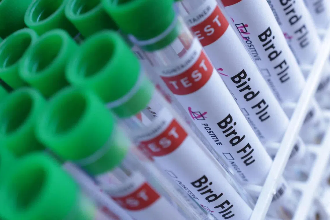 Test tubes are seen labelled "Bird Flu" words in this illustration taken, June 10, 2024. REUTERS/Dado Ruvic/Illustration