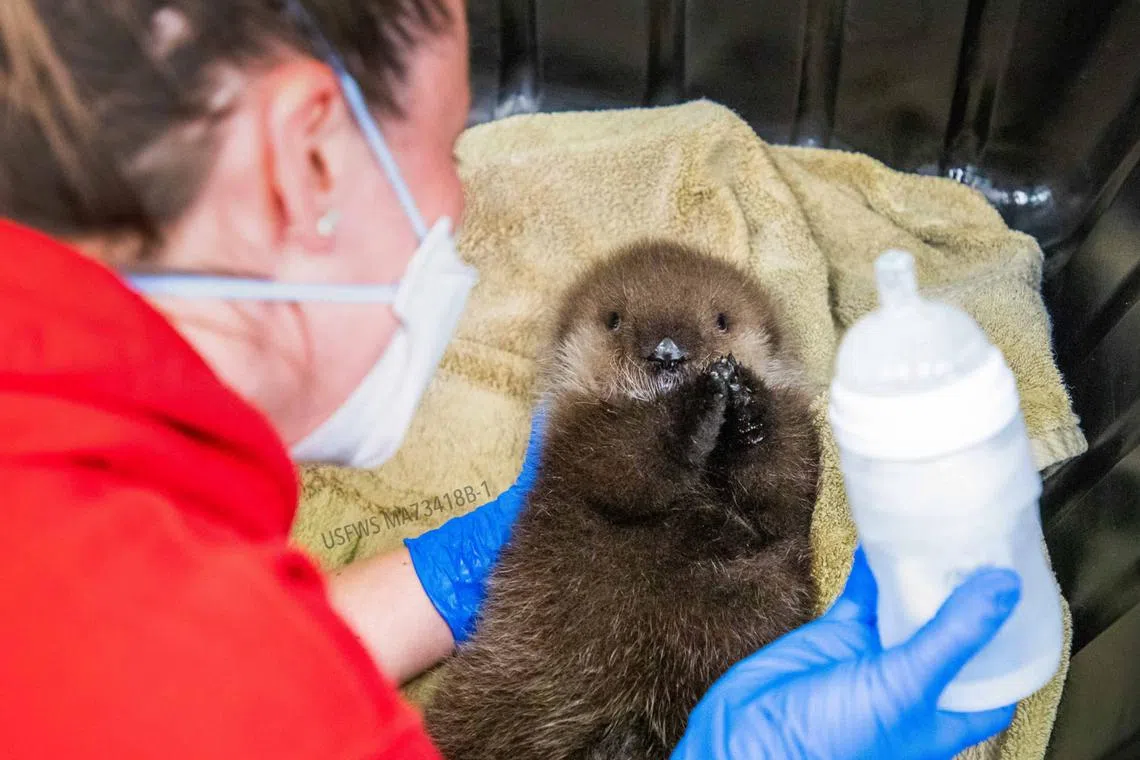 The ASLC Wildlife Response team examined the pup and found it was fatigued and hungry but otherwise seemed to be in good health.