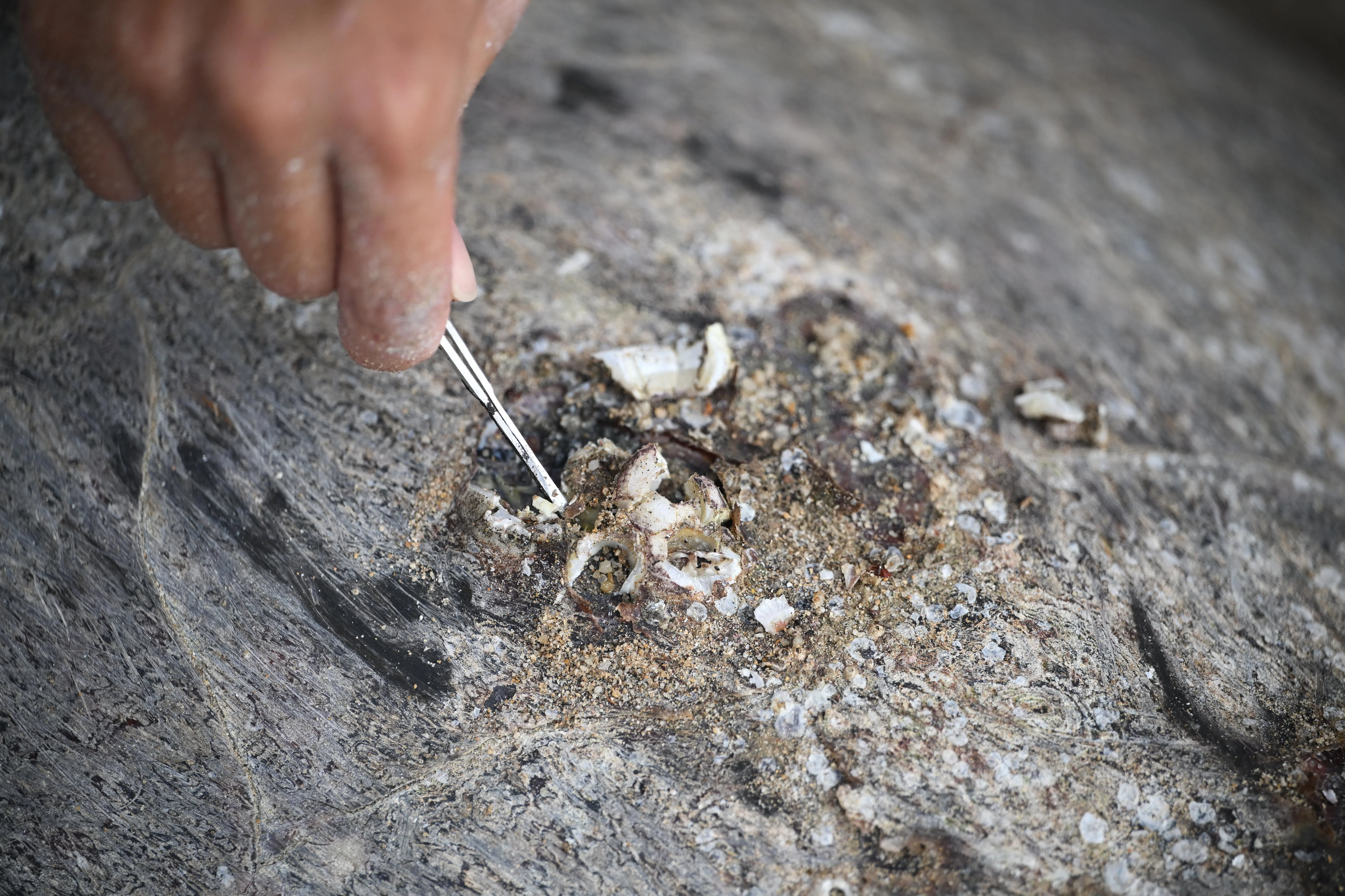 NParks staff removing barnacles on the shell of the critically endangered hawksbill turtle on July 10.