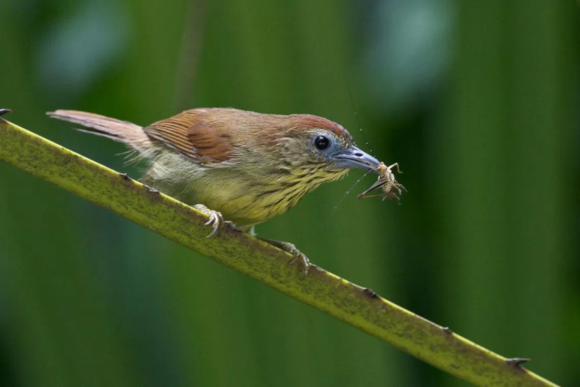 azbird25 - The insectivorous pin-striped tit-babbler is the most widespread babbler in Singapore is widespread across Singapore. Found in many areas of secondary growth, the species is commonly observed under the National Parks Board's Garden Bird Watch programme.   




Credit: Francis Yap