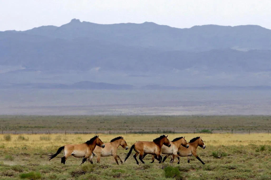 FILE PHOTO: A herd of endangered Przewalski's horses trot across the Takhin Tal National Park, part of the Great Gobi B Strictly Protected Area, in south-west Mongolia, June 22, 2017. Picture taken June 22, 2017. REUTERS/David W Cerny/File Photo