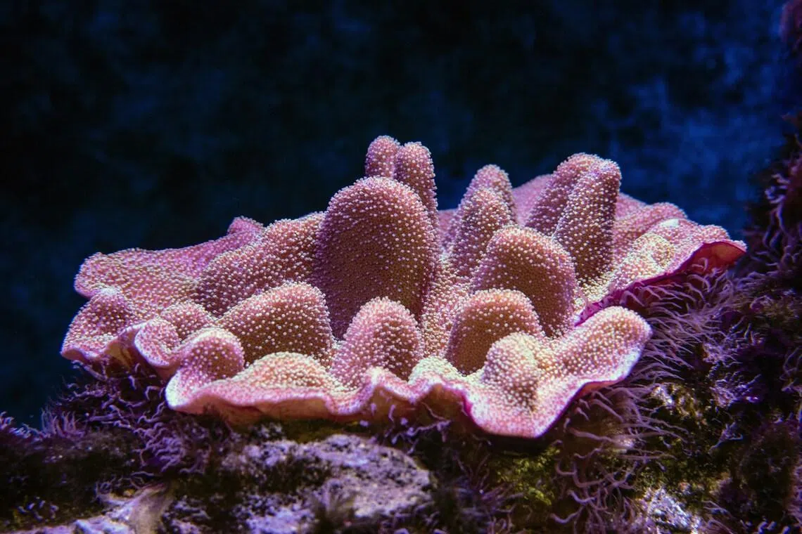 'Dread': Coral scientists fear bleaching El Nino could bring