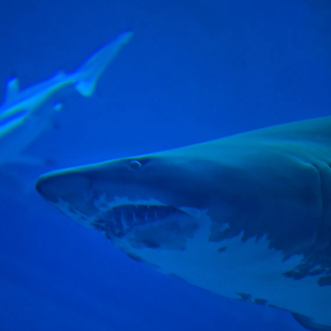 It was the fourth death from a shark attack in Australia in 2026.