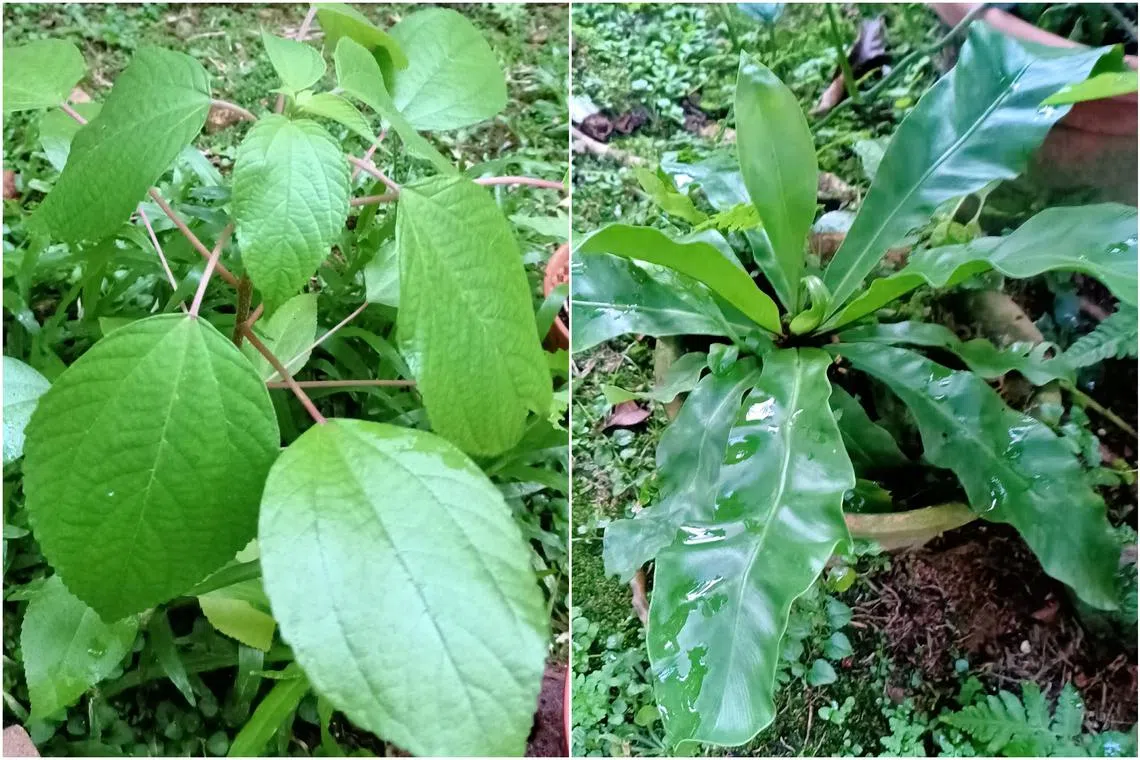 The Australian Mulberry (left) is a weed, and the Bird's Nest Fern's fronds can be stir-fried.