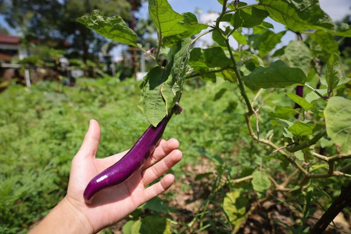 A private home in Bukit Timah has been turned into the farm, with vegetables like eggplant growing on the land, and fish growing in the swimming pool.