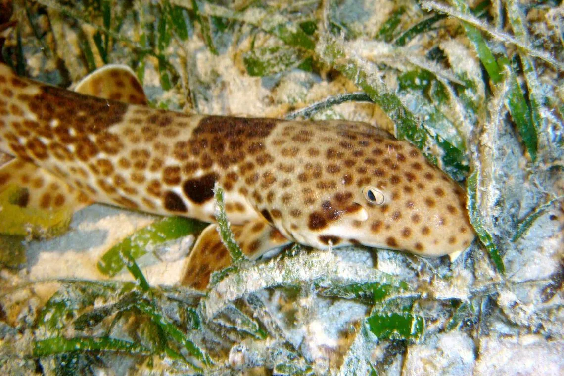 Finding fin-prints: Indonesian scientists develop new way of detecting walking sharks through seawater samples