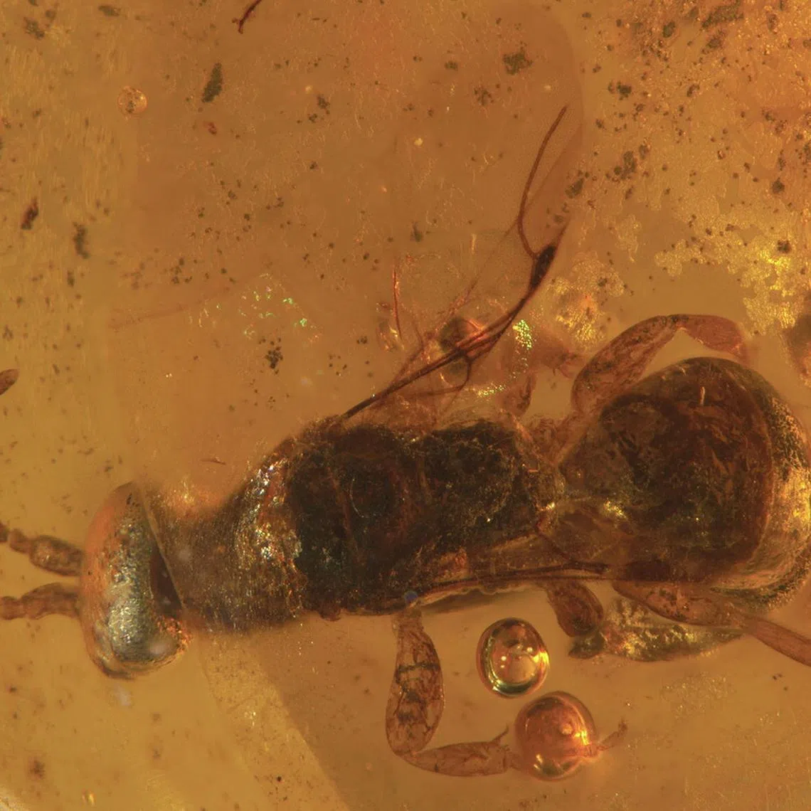 The wasp species is called Gwesped Piastri after McLaren driver Oscar Piastri.