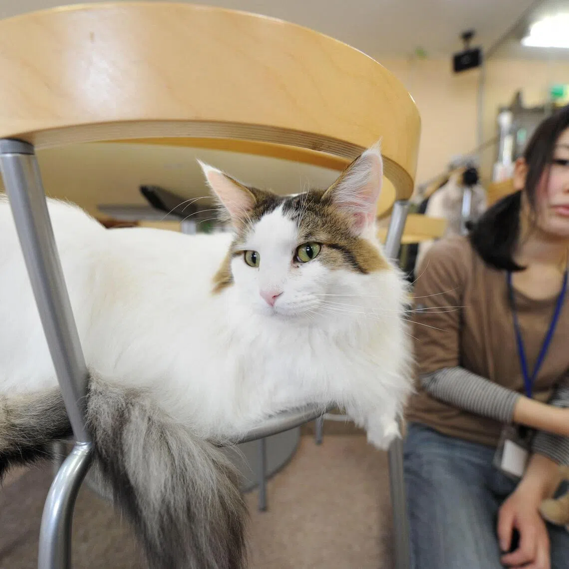 Japan plans to probe popular animal cafes, where visitors can interact with anything from cats to capybaras, following concerns about hygiene and the creatures’ welfare.