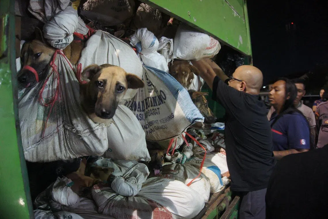 Activists from Animals Hope Shelter Indonesia checking a truck containing hundreds of dogs intended for consumption after it was seized by police in Semarang. 