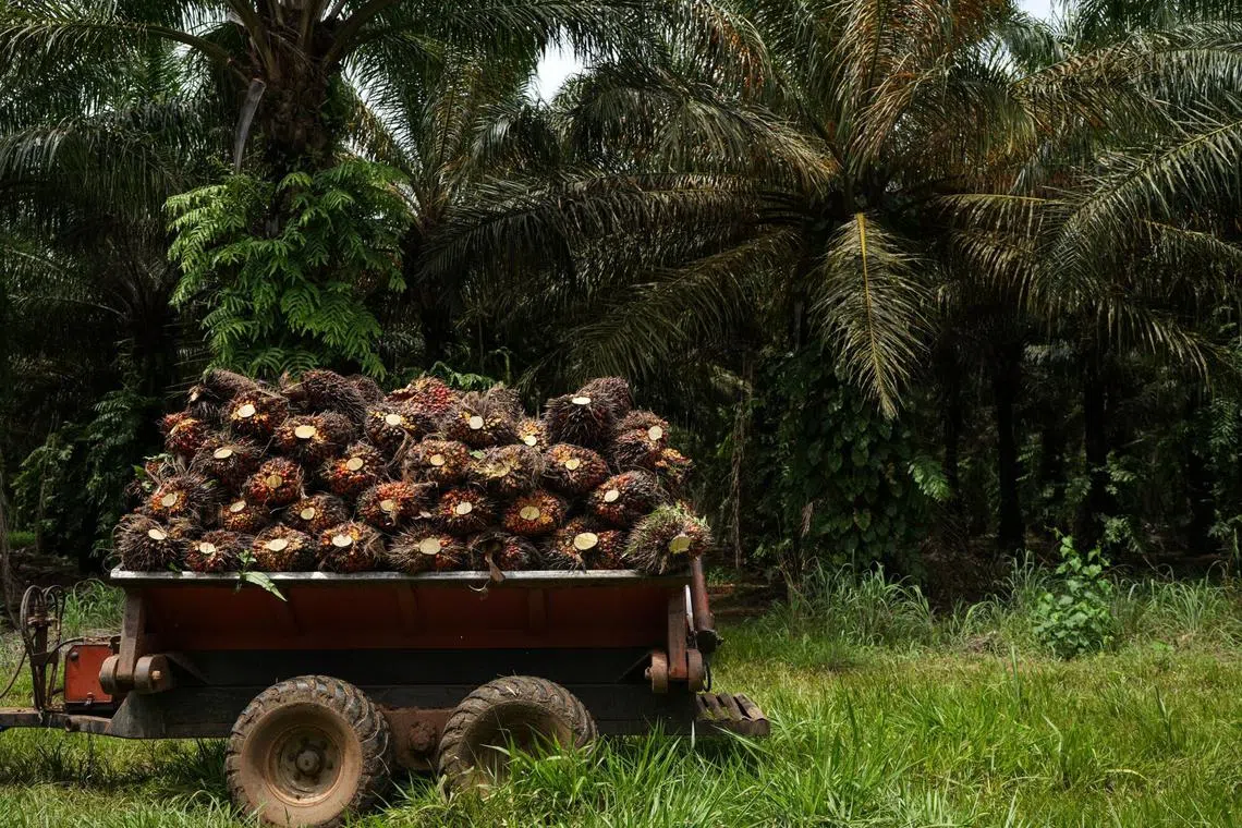 Early research shows that hotpot paste made with the new palm-based tallow closely replicates the fat content and sensory experience of traditional beef tallow.