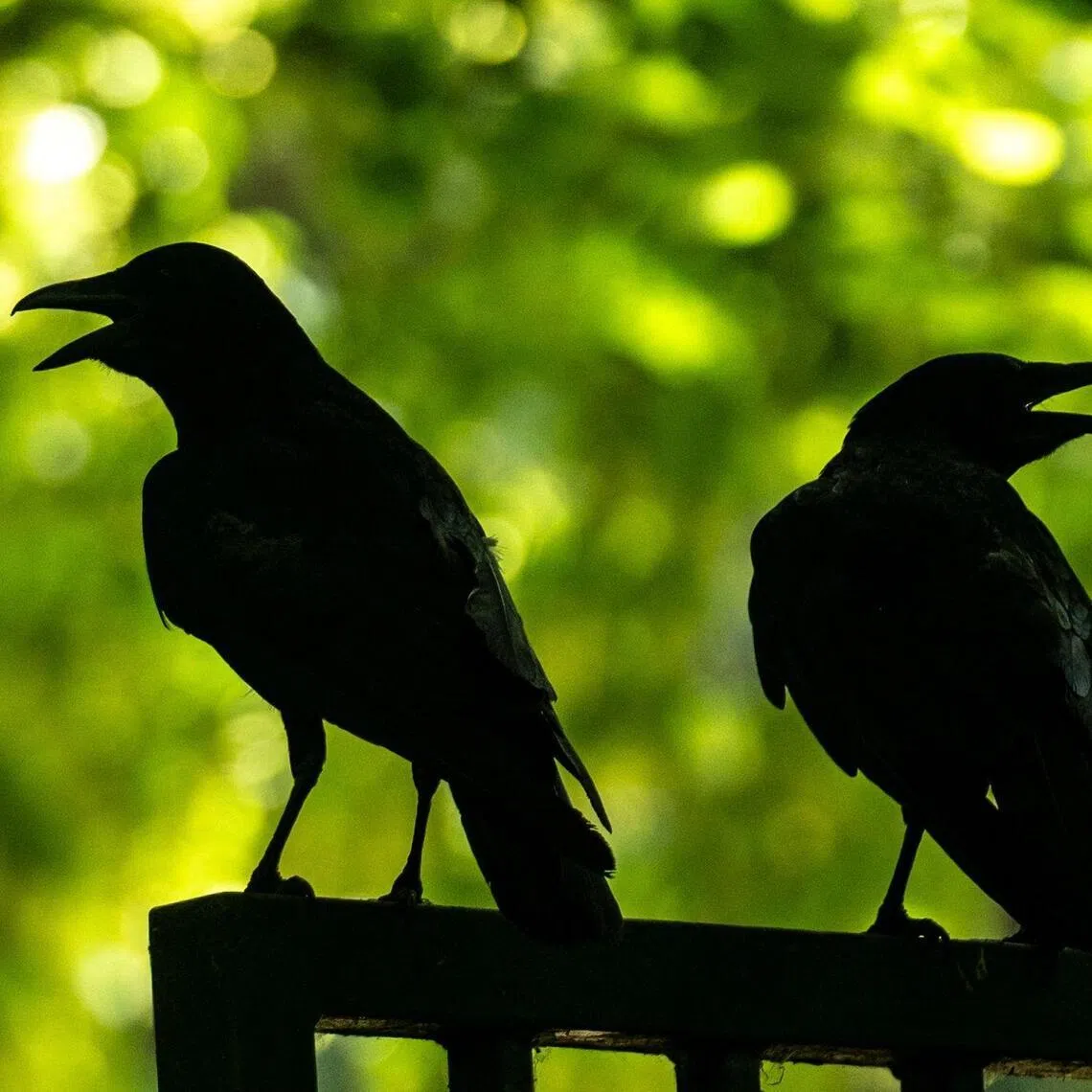 Bird-related power outages involving utility poles in Daegu and North Gyeongsang province rose from 44 in 2023 to 87 in 2025.