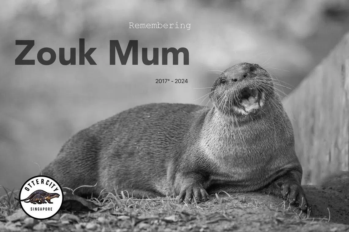 The otter, estimated to be around the age of eight, was found dead in Potong Pasir Canal on June 28.